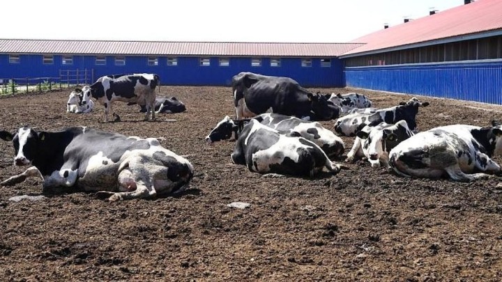 Қазақстан аумағында аусылға қарсы вакцина өндірілмек