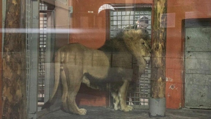 "Арыстанға тас лақтырған": Алматыда зообақта тәртіп бұзған азамат айыппұл арқалады