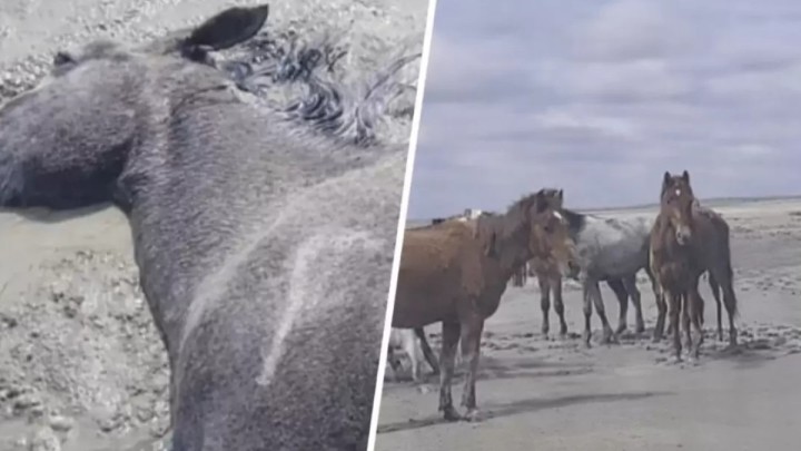 Маңғыстауда нөсерден кейін 100-ден астам жылқы қырылып қалды