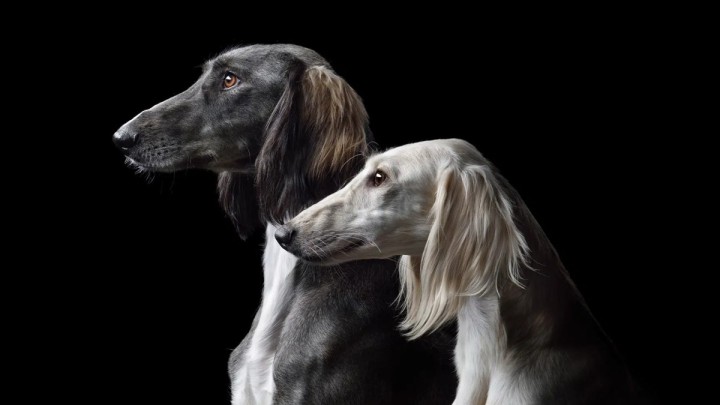 Елімізде ерекше мереке пайда болмақ