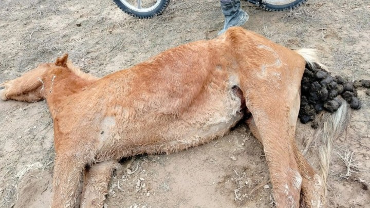 Маңғыстауда нөсер салдарынан 500-ден астам мал қырылды