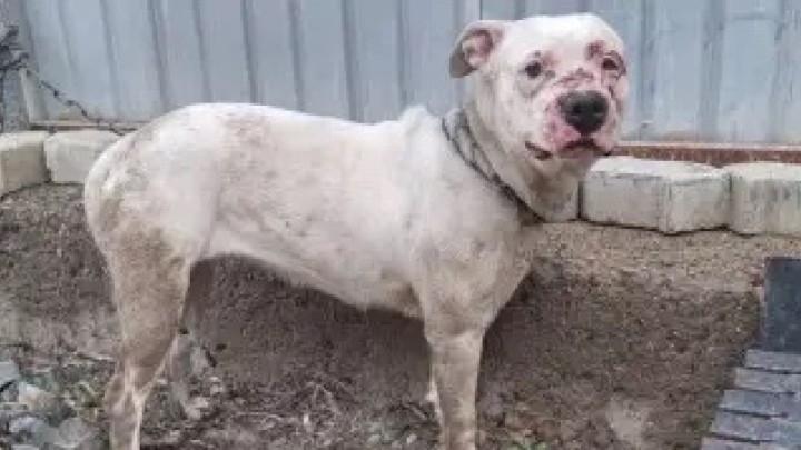 Қазақстанда жануарларды тастап кеткендерге қатаң жаза енгізіледі