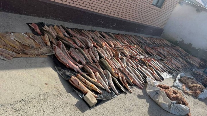 Атырауда браконьерлікке қарсы операция: жеті іс сотқа дейін жетті