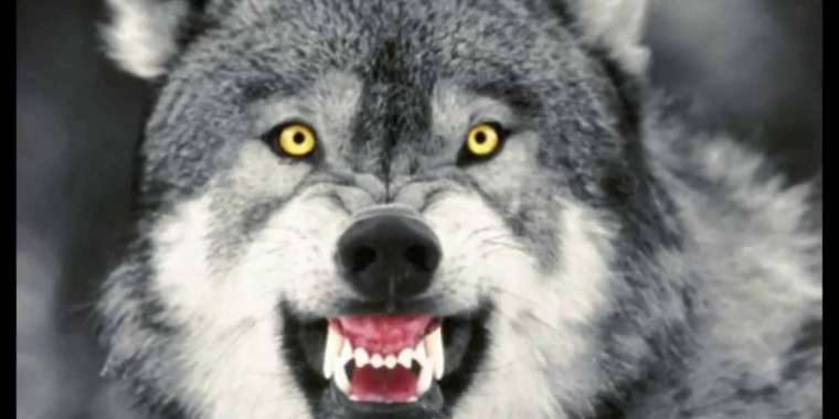 Қасқыр мен қорқауды атуға лимит жарияланды