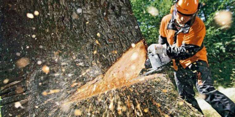 «Бір тал кессең, он тал ек»