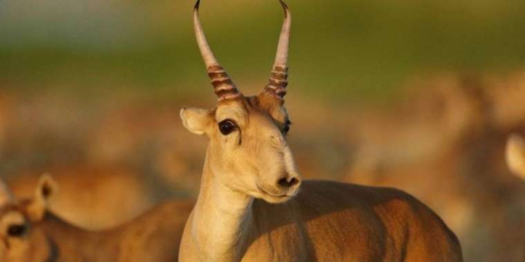 «Бөкеннен сұлу аңды мен көрмедім...»