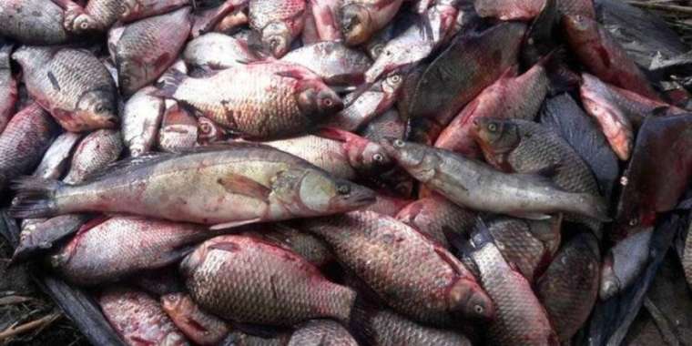 Жыл басынан бері 50-ге жуық заң бұзу фактісі тіркелген