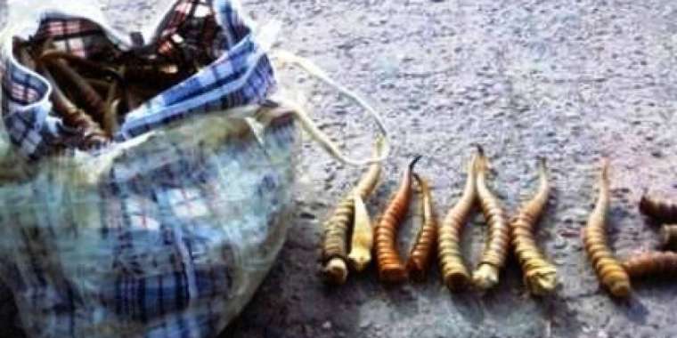 Ақбөкен мүйізін көксегендер құрықталды