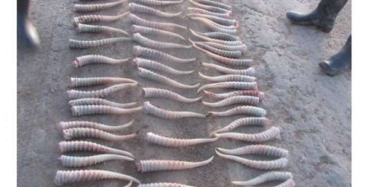 Киік мүйізін «кәсіпке» айналдырғандар ұсталды