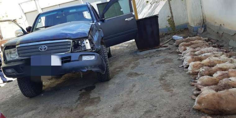 Киік қырғандар құрықталуы тиіс