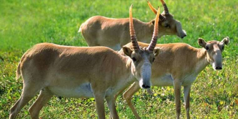 Табиғатты акциясыз да қорғауымыз керек