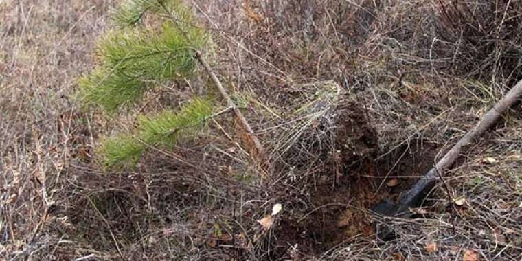 Орманнан қарағай қазып, өз үйіне отырғызбақ болған