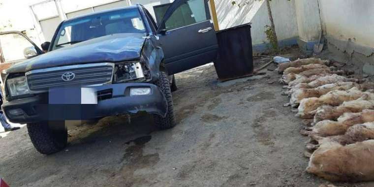 Киік қырғандар құрықталды