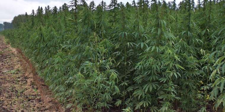 Коронавирустан кейін Шудың «шөбіне» сұраныс арта ма?