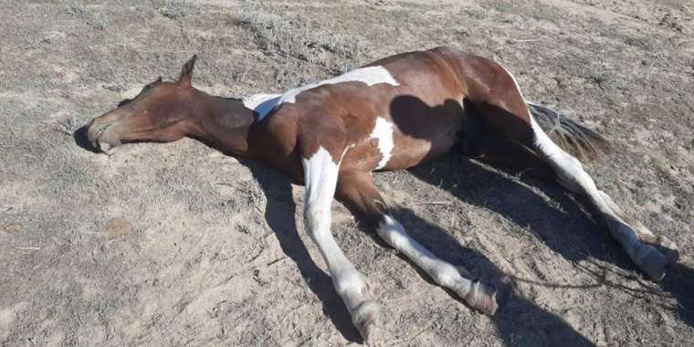 "Кене тастай жабысып, малымызды қырып бара жатыр"
