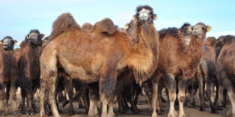 Таксиді тастап, түйе бағамын  