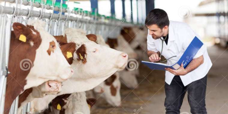 Ауылдағы науқастарды мал дәрігерлері қарайды