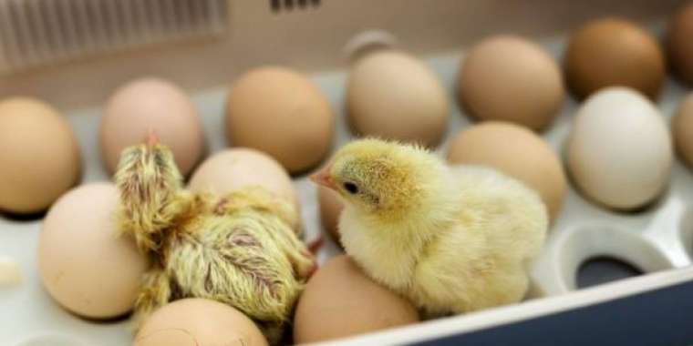 Жұмыртқадан ­балапан, балапаннан табыс шығады