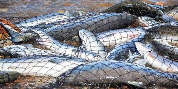 Балықты аймақтарда браконьерлермен күрес қатты жүреді