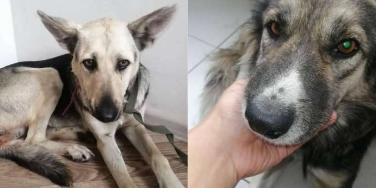 Ит зорланған соң «Астана Ветсервис» директоры қызметінен кетті