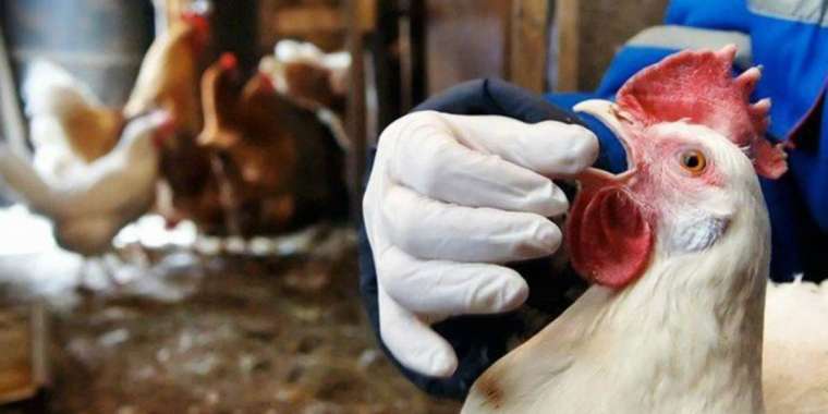 Құс тұмауы Қарағандыға жетті