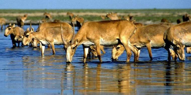 Жануарлар дүниесін қорғау – азаматтық парыз