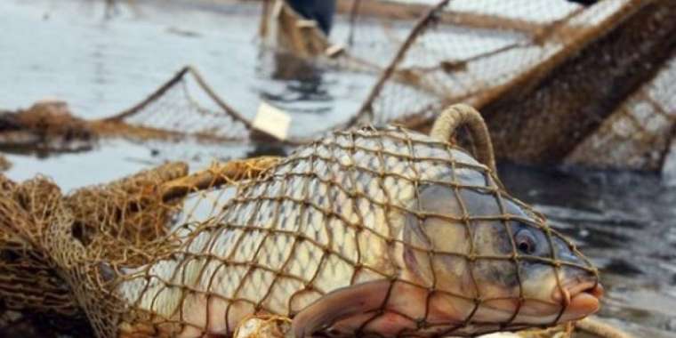 Балық – браконьерлердің жемі