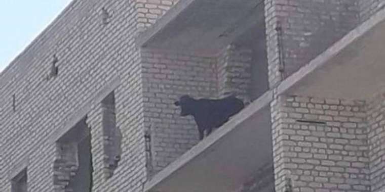 Сиыр жылы туған диктаторлар мен реформаторлар