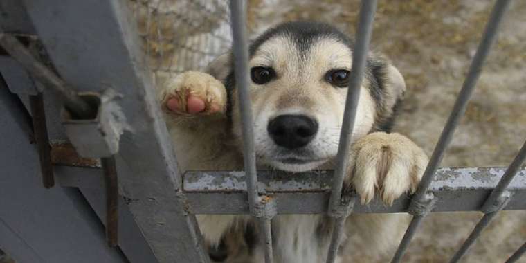 Ит ату - шенеунікке тиімді