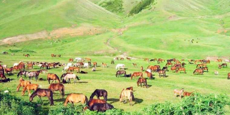 Жайылым кең болса, мал да көбейеді, ет өндірісі де артады