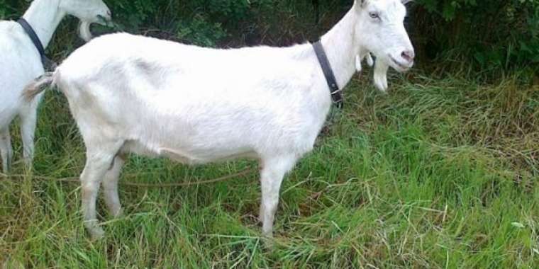 Ешкіден 42 түрлі өнім алып отыр