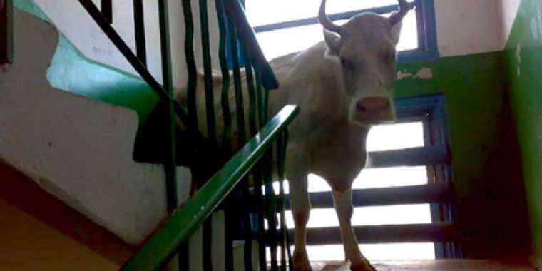 Қуандық ТҮМЕНБАЙ. Сиырдың бөлмесі