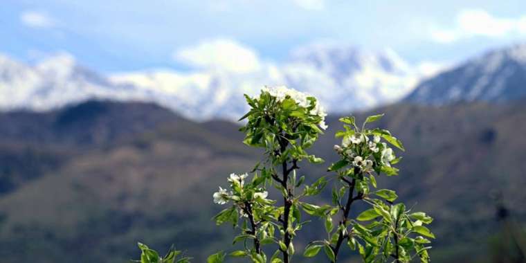 Помологиялық бақ көркейсе – ел көркейеді