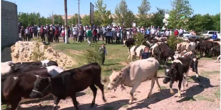 Әкім 500 сиырмен кездесті