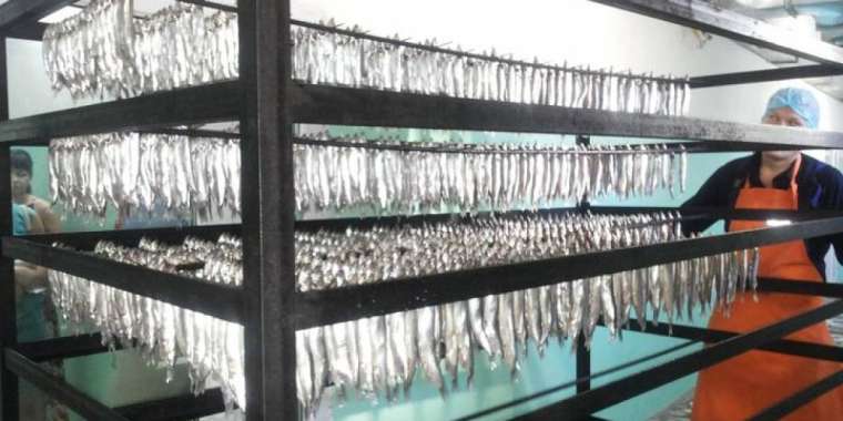 Шымкентте балық ыстау цехы ашылды