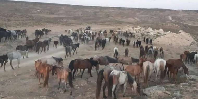 Жамбыл малшылары: Мал көп, шөп жоқ