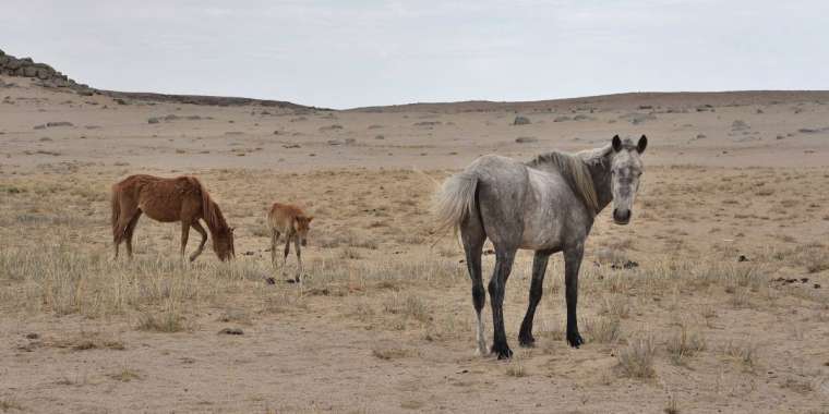 Жамбыл облысындағы қуаңшылық: "Шабатын шөп жоқ"