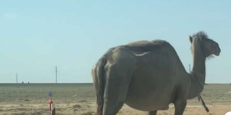 Маңғыстауда жұт: Тұрымовқа бәрібір ме?