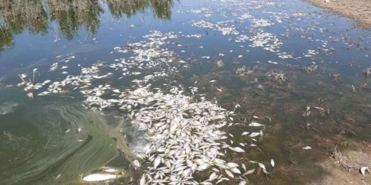 Атырауда алпыс жыл тазаланбаған каналда балық қырылып жатыр