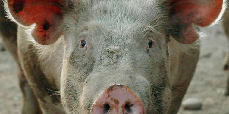 "Қазақстанда шошқа өсіріп, Қытайға сатамыз"