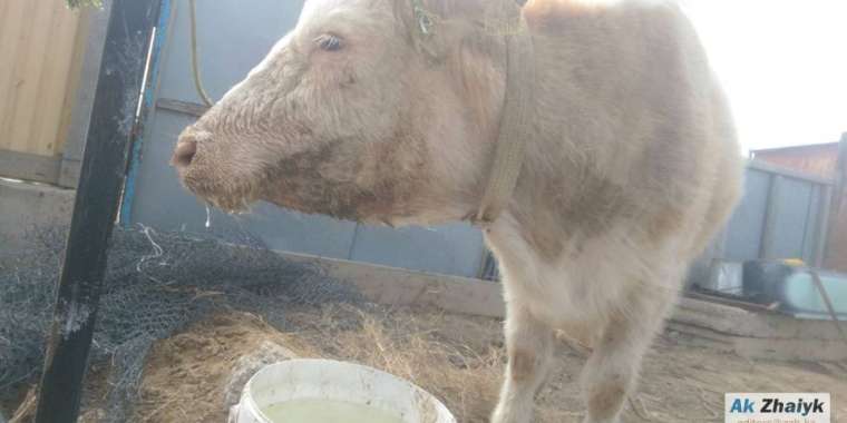 Аусылмен күрес халықаралық деңгейде жүреді