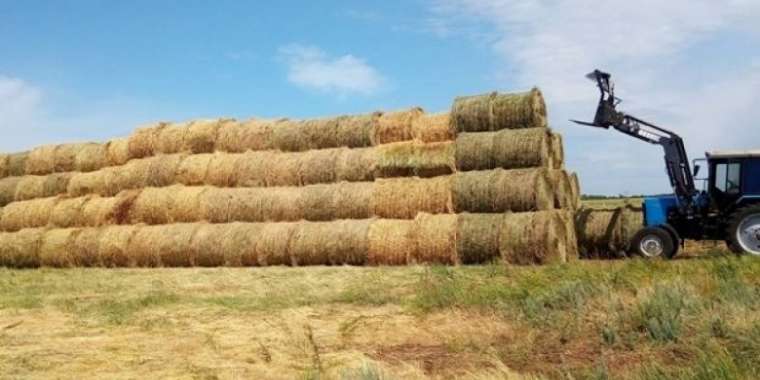 АШМ: 32 млн малға 23 млн тонна жем-шөп дайын