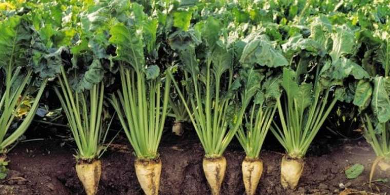 Қант қызылшасы – ауыл шаруашылығы бойынша жетекші салаға айналуға тиіс