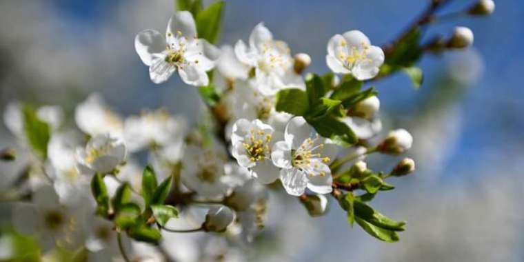 Қандай қызық, көктемменен кездескен!