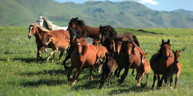 Жылқы шаруашылығына сұраныс жоғары