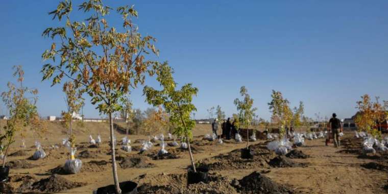 Көшетті де сақтандыру керек