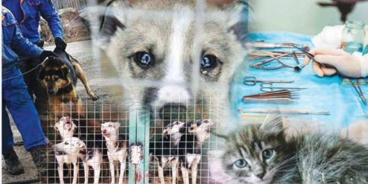 Алматыда үй жануарларын зарарсыздандыру үшін 117 млн жұмсалмақ