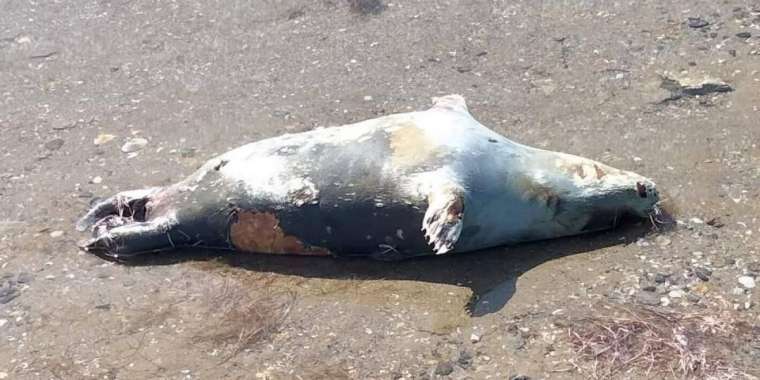 Итбалықтардың жаппай қырылуына қатысты тексеру жұмыстары басталды