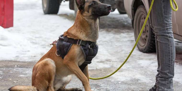 Құтқару қызметін неліктен дәл иттер атқарады?