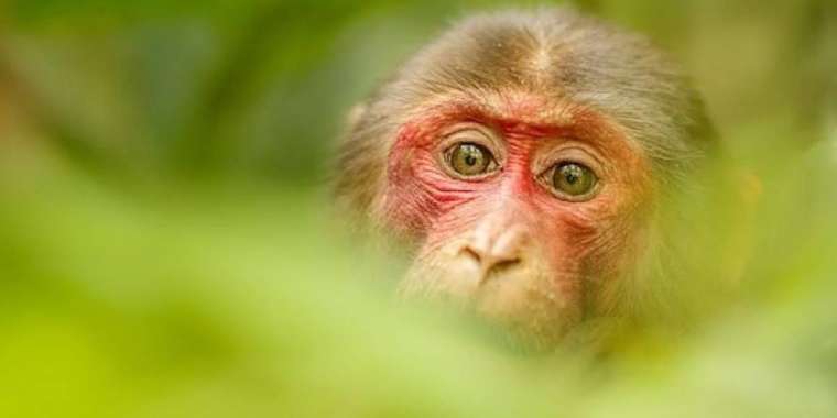 Маймыл шешек деген қандай ауру және кімдерге қауіпті?